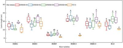 Comparative Genomic Analysis of Two Xanthomonas oryzae pv. oryzae Strains Isolated From Low Land and High Mountain Paddies in Guangxi, China